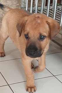 Bowie Adopted 14 Jun 21 - Mixed Breed Dog
