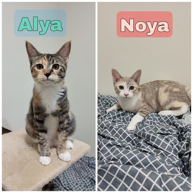 Alya &amp; Noya - Domestic Short Hair + Calico Cat