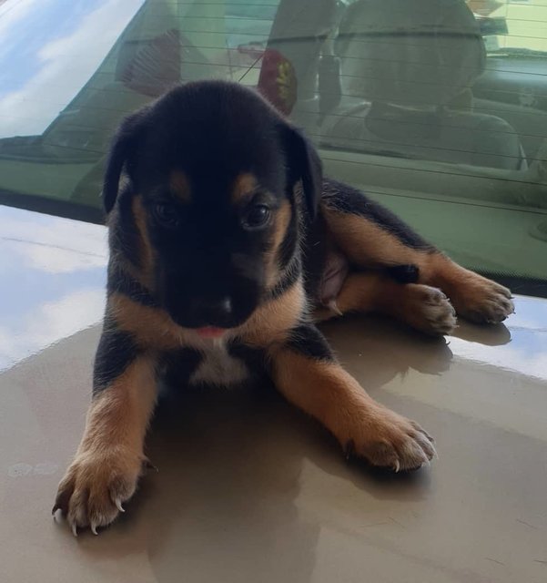 Blacky - Mixed Breed Dog