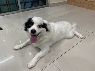 Ron - Japanese Chin Dog