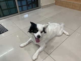 Ron - Japanese Chin Dog