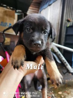 M1,m2,f1,f2,f3,f4 - Mixed Breed Dog