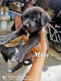 M1,m2,f1,f2,f3,f4 - Mixed Breed Dog