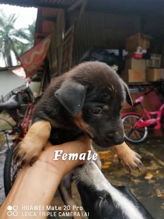 M1,m2,f1,f2,f3,f4 - Mixed Breed Dog