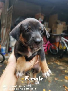 M1,m2,f1,f2,f3,f4 - Mixed Breed Dog