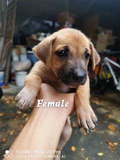 M1,m2,f1,f2,f3,f4 - Mixed Breed Dog