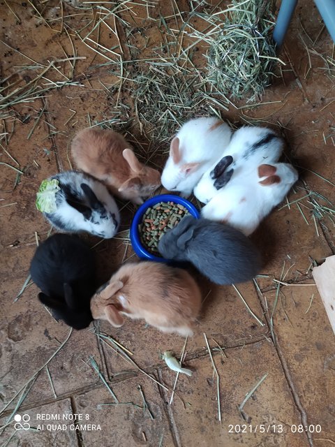 Baby Rabbits - American Rabbit