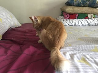 No Name Also - Domestic Long Hair Cat