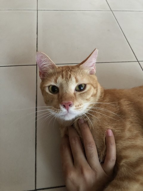 Mango - Domestic Short Hair Cat