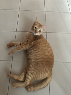 Mango - Domestic Short Hair Cat