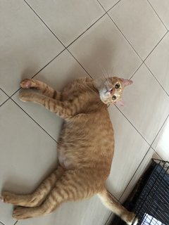 Mango - Domestic Short Hair Cat