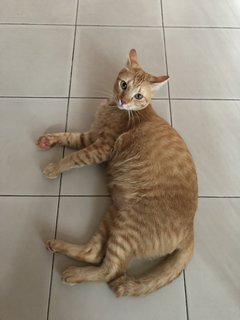 Mango - Domestic Short Hair Cat