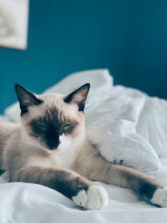 Henry Kittinger - Siamese + Domestic Short Hair Cat