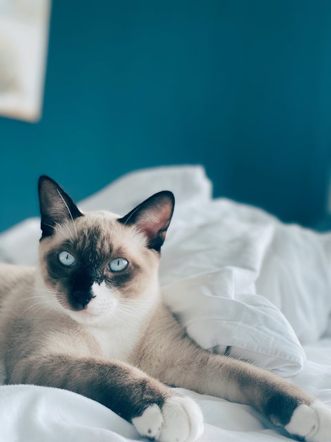 Henry Kittinger - Siamese + Domestic Short Hair Cat