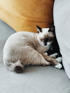 Henry Kittinger - Siamese + Domestic Short Hair Cat