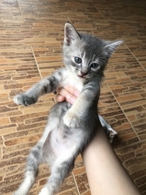 Grey  - Domestic Medium Hair + Domestic Short Hair Cat