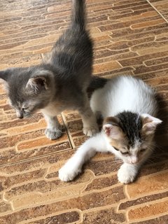 Grey  - Domestic Medium Hair + Domestic Short Hair Cat