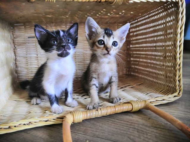 Mohawk And Bb - Domestic Short Hair Cat