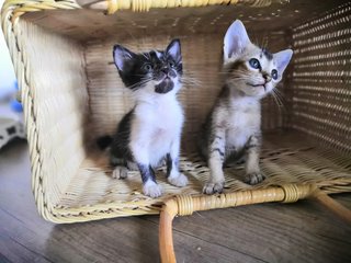 Mohawk And Bb - Domestic Short Hair Cat