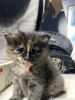 Guiene And Ugly  - Domestic Medium Hair Cat