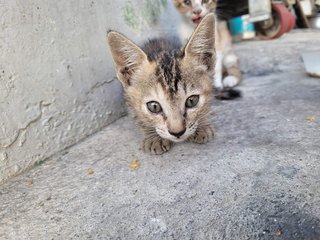 Pipi - Domestic Short Hair Cat