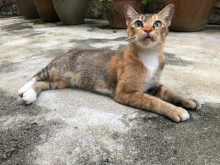 Tabby Girl ( The Bold One) - Domestic Short Hair Cat