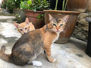 Tabby Girl ( The Bold One) - Domestic Short Hair Cat