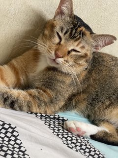 Tabby Girl ( The Bold One) - Domestic Short Hair Cat