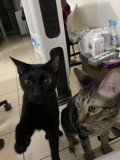 Easy &amp; Squeezy - Domestic Short Hair + Bengal Cat