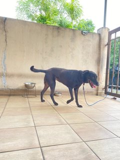 Mimi (Found At Mex Highway) - Mixed Breed Dog