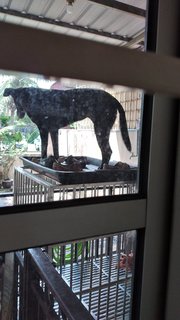 Mimi (Found At Mex Highway) - Mixed Breed Dog
