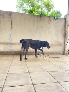 Mimi (Found At Mex Highway) - Mixed Breed Dog