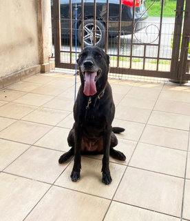 Mimi (Found At Mex Highway) - Mixed Breed Dog