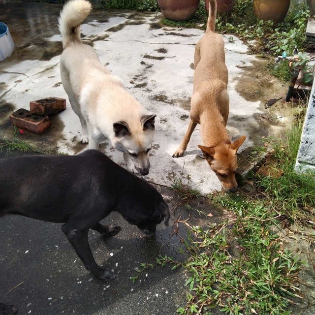 Mimi (Found At Mex Highway) - Mixed Breed Dog