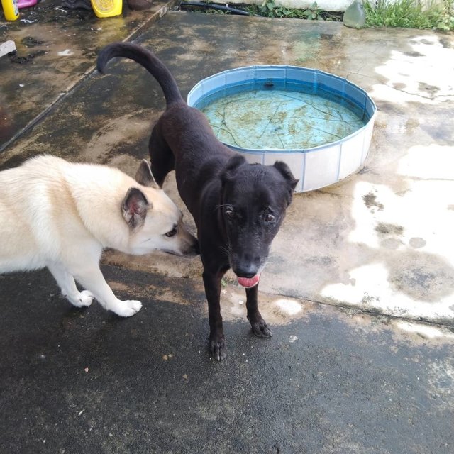 Mimi (Found At Mex Highway) - Mixed Breed Dog