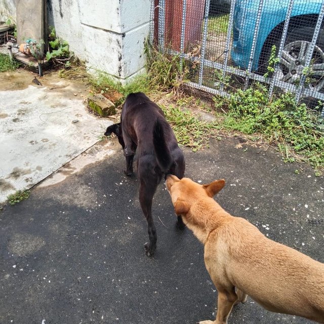 Mimi (Found At Mex Highway) - Mixed Breed Dog