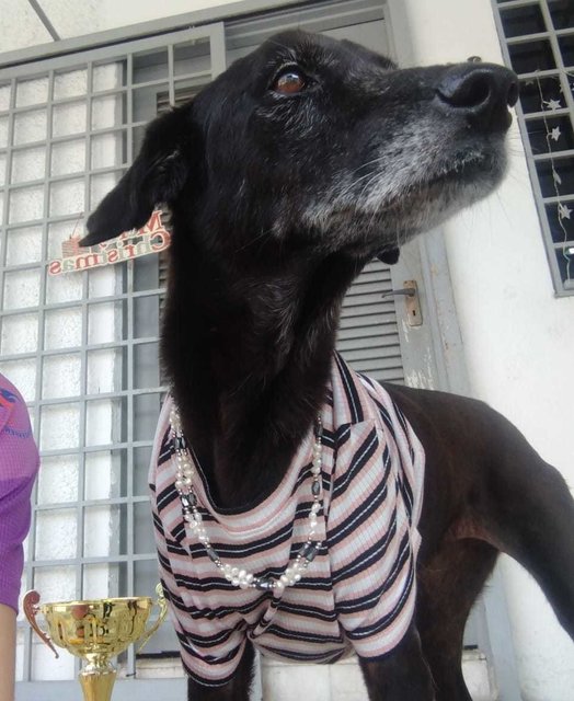 Mimi (Found At Mex Highway) - Mixed Breed Dog