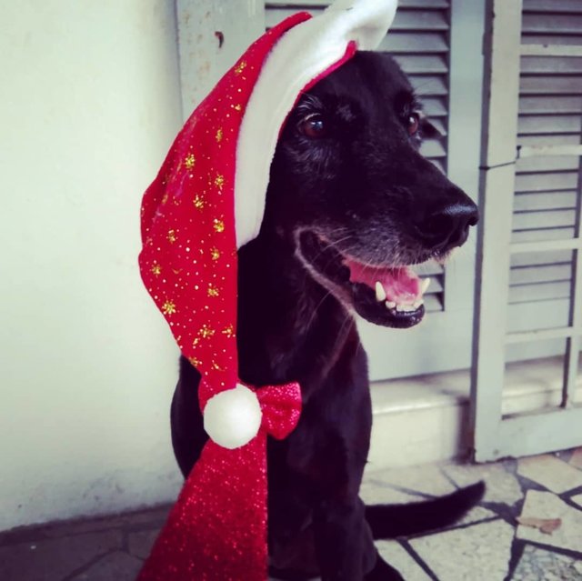 Mimi (Found At Mex Highway) - Mixed Breed Dog