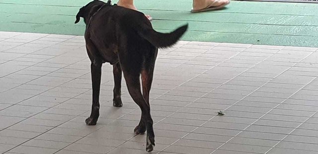 Mimi (Found At Mex Highway) - Mixed Breed Dog