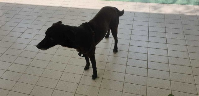 Mimi (Found At Mex Highway) - Mixed Breed Dog