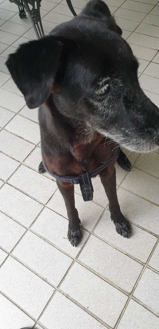Mimi (Found At Mex Highway) - Mixed Breed Dog