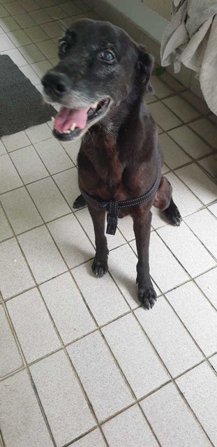 Mimi (Found At Mex Highway) - Mixed Breed Dog