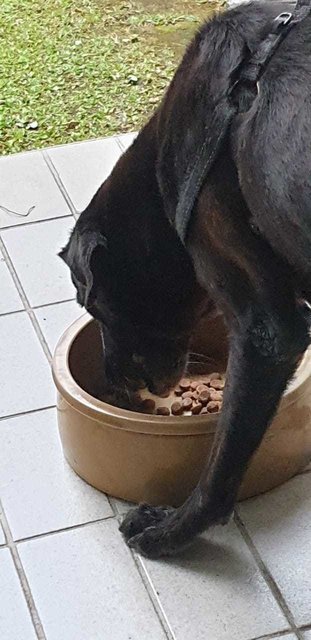Mimi (Found At Mex Highway) - Mixed Breed Dog