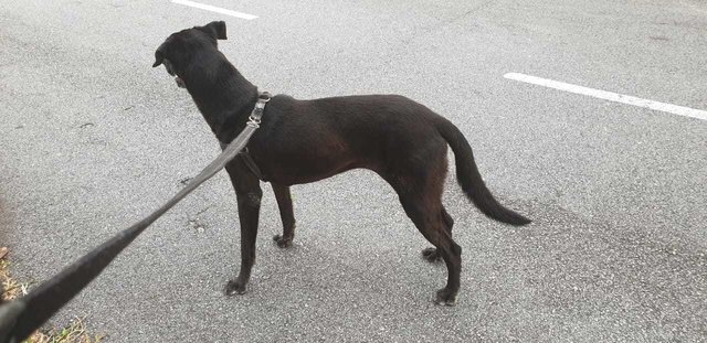 Mimi (Found At Mex Highway) - Mixed Breed Dog