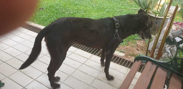 Mimi (Found At Mex Highway) - Mixed Breed Dog