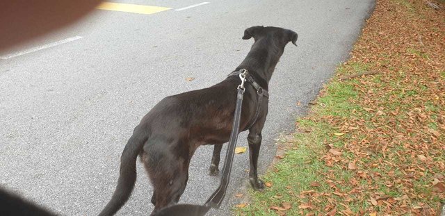Mimi (Found At Mex Highway) - Mixed Breed Dog