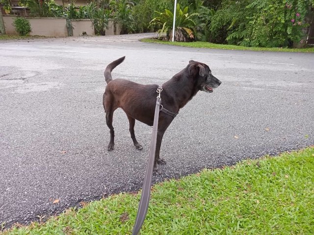 Mimi (Found At Mex Highway) - Mixed Breed Dog