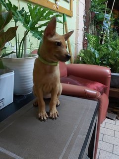 Olive - Mixed Breed Dog