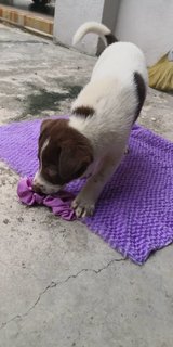 Panda &amp; Bandit - Mixed Breed Dog