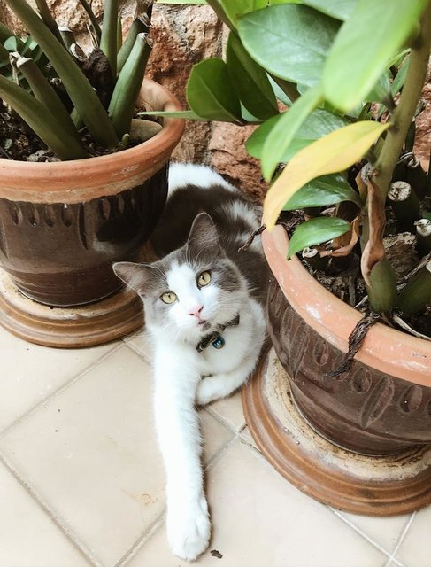 Jack  - Maine Coon + Munchkin Cat